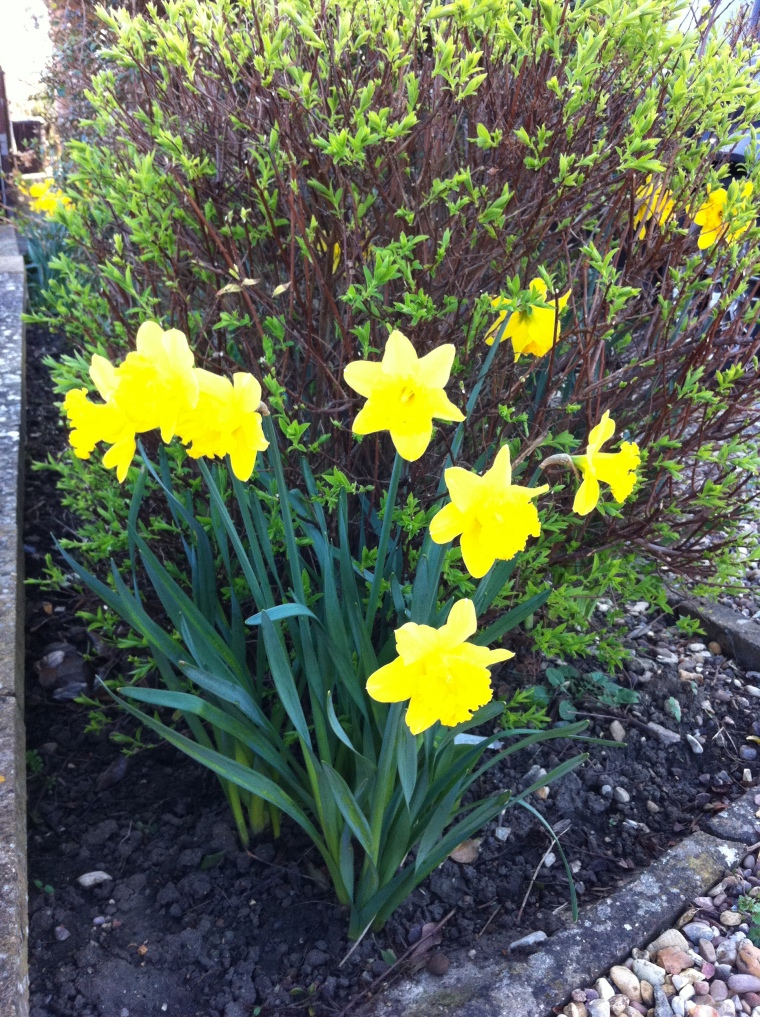These beauties have shot up in our front garden! Makes me happy!